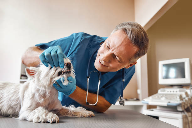 Best Emergency Tooth Extraction in Fairhope, PA